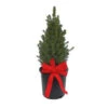 2 Gal. Dwarf Alberta Spruce With Bow-8ZHDPIC2GCONDEC 206481052 -Christmas Decoration Store 2 gal. dwarf alberta spruce with bow 8zhdpic2gcondec