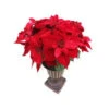 Home Accents Holiday Christmas 26 In. Velvet Poinsettia In Urn-65X6439 206963143 -Christmas Decoration Store home accents holiday christmas 26 in. velvet poinsettia in urn 65x6439 1